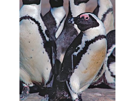 African Penguins - 3D Lenticular Postcard Greeting Card - NEW Online now