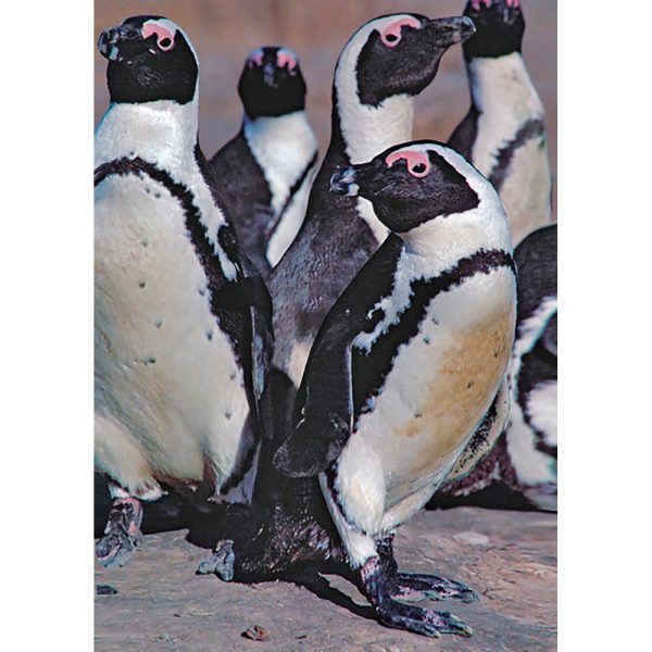 African Penguins - 3D Lenticular Postcard Greeting Card - NEW Online now