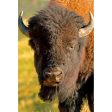 BISON FACE - 3D Magnet for Refrigerator, Whiteboard, Locker Online Hot Sale