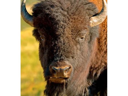 BISON FACE - 3D Magnet for Refrigerator, Whiteboard, Locker Online Hot Sale