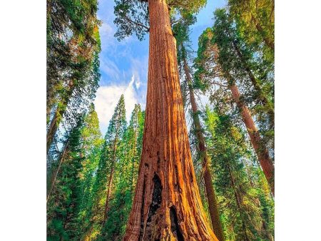 Giant Sequoia Tree - 3D Lenticular Postcard Greeting Card - NEW Fashion