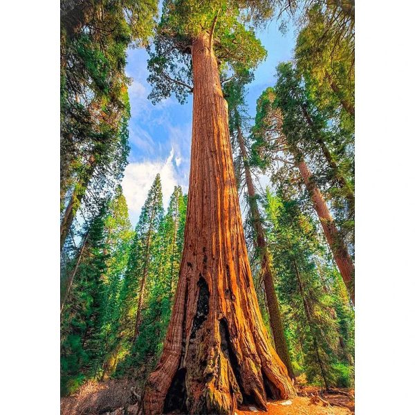 Giant Sequoia Tree - 3D Lenticular Postcard Greeting Card - NEW Fashion