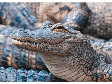 American Alligator 2 - 3D Lenticular Postcard Greeting Card - NEW on Sale