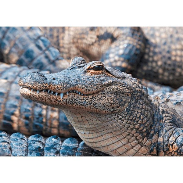 American Alligator 2 - 3D Lenticular Postcard Greeting Card - NEW on Sale