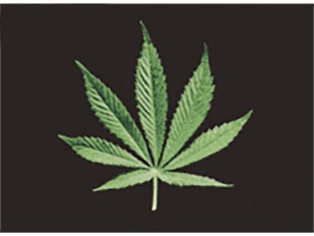 Marijuana - From Leaf to Joint  - 3D Lenticular Postcard Greeting Card - NEW For Sale