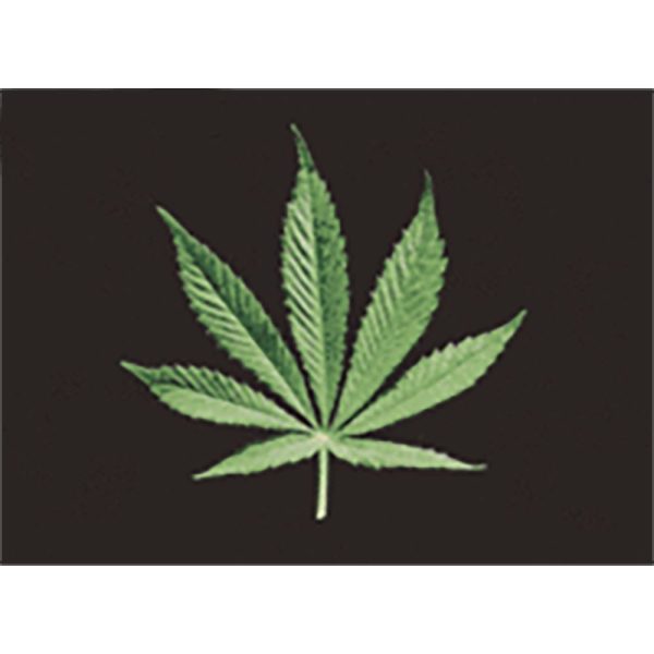 Marijuana - From Leaf to Joint  - 3D Lenticular Postcard Greeting Card - NEW For Sale