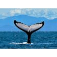 Humpback Whale Fluke 2 - 3D Lenticular Postcard Greeting Card- NEW Cheap