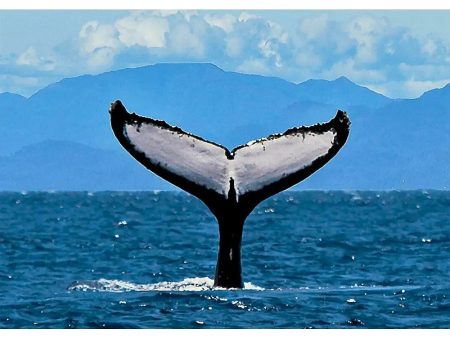 Humpback Whale Fluke 2 - 3D Lenticular Postcard Greeting Card- NEW Cheap