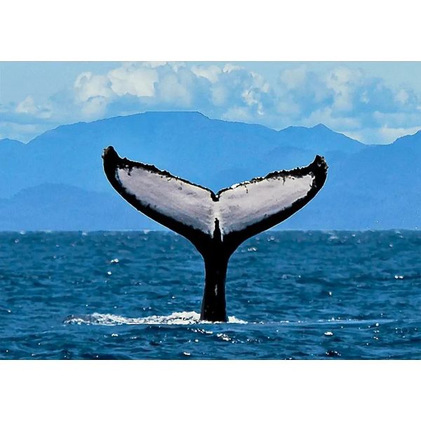 Humpback Whale Fluke 2 - 3D Lenticular Postcard Greeting Card- NEW Cheap