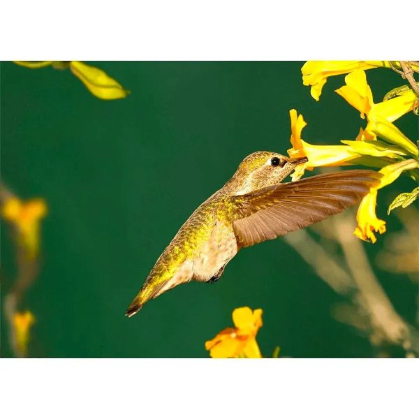 Anna s Hummingbird  3D Action Lenticular Postcard Greeting Card Online Hot Sale