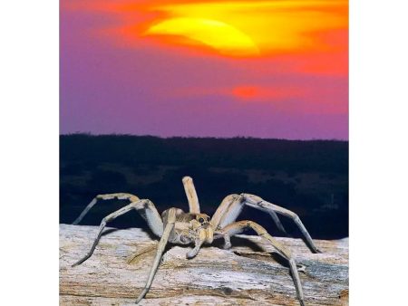 Wolf Spider and Solar Eclipse - 3D Lenticular Postcard Greeting Card Discount