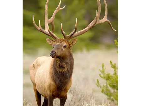 ELK, ROCKY MOUNTAIN - 3D Magnet for Refrigerator, Whiteboard, Locker Online