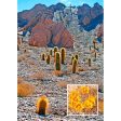 Barrel Cactus - 3D Lenticular Postcard Greeting Card - NEW Fashion