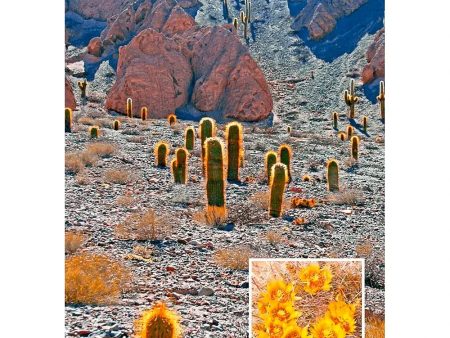 Barrel Cactus - 3D Lenticular Postcard Greeting Card - NEW Fashion