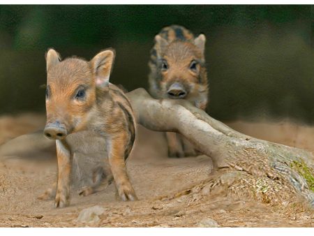 Wild Boar Piglets - 3D Lenticular Postcard Greeting Card - NEW Online