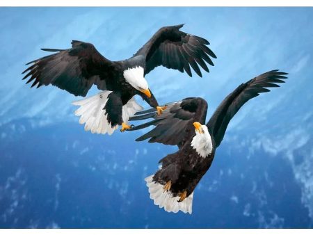 Bald Eagles in Mid-Air - 3D Lenticular Postcard Greeting Card Hot on Sale