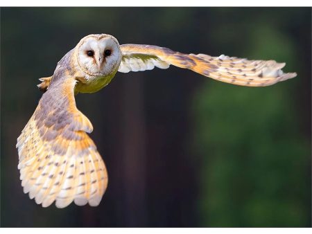 Barn Owl - 3D Action Lenticular Postcard Greeting Card For Discount