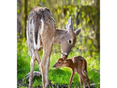 White-Tailed Deer - 3D Lenticular Postcard Greeting Card - NEW on Sale