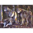 Wolf Pack - 3D Lenticular Postcard Greeting Card - NEW Hot on Sale