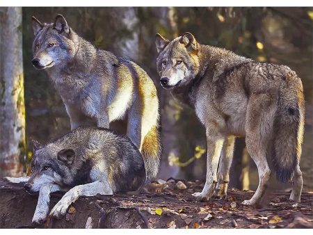 Wolf Pack - 3D Lenticular Postcard Greeting Card - NEW Hot on Sale