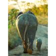 African Elephant and Calf - 3D Lenticular Postcard Greeting Cardd - NEW on Sale