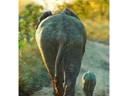 African Elephant and Calf - 3D Lenticular Postcard Greeting Cardd - NEW on Sale