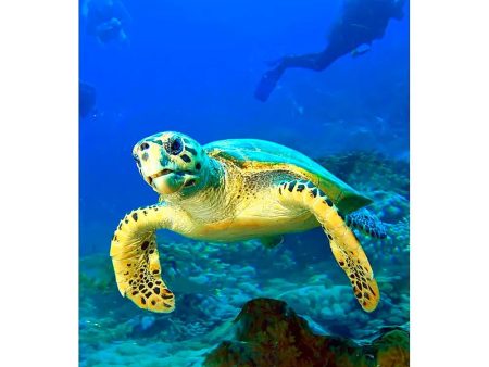 HAWKSBILL TURTLE - 3D Magnet for Refrigerator, Whiteboard, Locker Hot on Sale