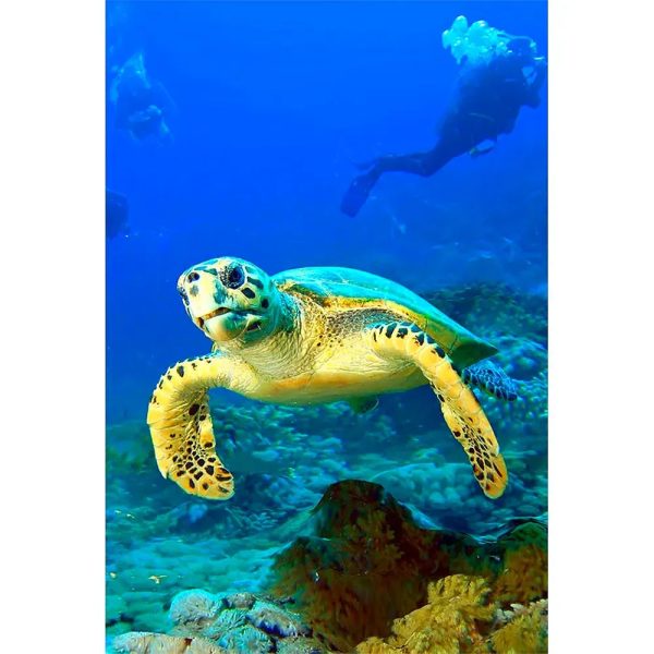 HAWKSBILL TURTLE - 3D Magnet for Refrigerator, Whiteboard, Locker Hot on Sale