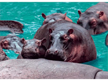 Hippopotamus and Baby  - 3D Lenticular Postcard Greeting Card- NEW Online Hot Sale