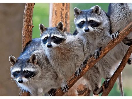 A gaze of Raccoons - 3D Lenticular Postcard Greeting Cardd Online now