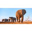 African Elephants - 3D Lenticular Oversize-Postcard Greeting Cardd - NEW Discount