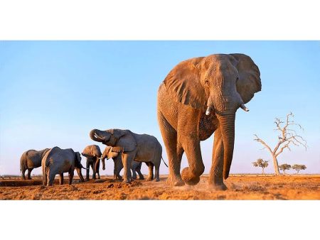 African Elephants - 3D Lenticular Oversize-Postcard Greeting Cardd - NEW Discount