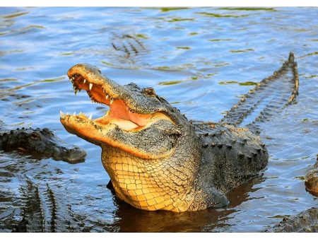 American Alligator - 3D Lenticular Postcard Greeting Card - NEW on Sale