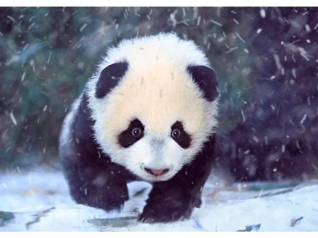 Baby Panda Snow - 3D Lenticular Postcard Greeting Cardd - NEW Online