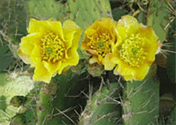 Cactus Flower - 3D Lenticular Postcard Greeting Card - NEW Sale