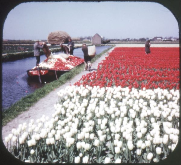 Tulip Time in Holland - View-Master 3 Reel Packet - vintage - C385-S6B Online Sale