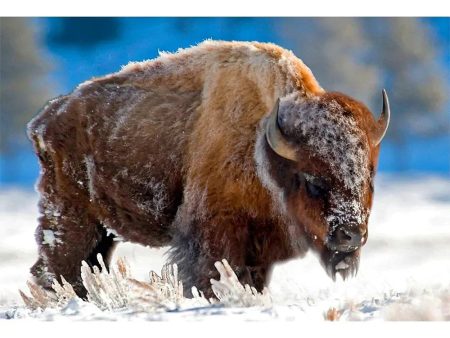 BISON IN THE SNOW - 3D Magnet for Refrigerator, Whiteboard, Locker Online