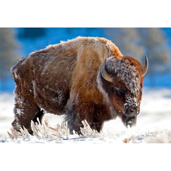 BISON IN THE SNOW - 3D Magnet for Refrigerator, Whiteboard, Locker Online