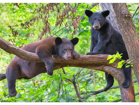 Black Bear in a tree - 3D Lenticular Postcard Greeting Cardd - NEW For Discount