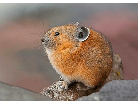 American Pika - 3D Lenticular Postcard Greeting Cardd - NEW Supply