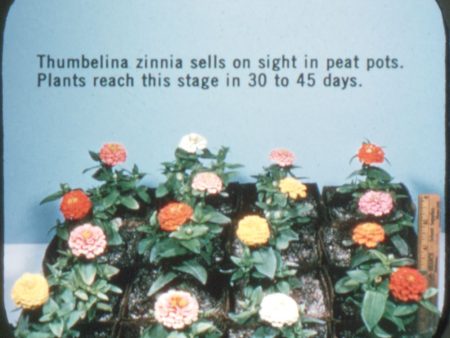 Zinnia Thumbelina - All American Gold Medal Winner - View-Master Commercial Reel - 1950 - vintage For Discount