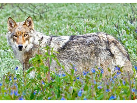 Wolf and Forget-me-nots - 3D Lenticular Postcard Greeting Card - NEW For Sale