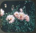 Garden Flowers, Spring, Summer, Autumn - View-Master 3 Reel Set  - (WKT-GFL) on Sale