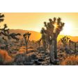 JOSHUA TREE SUNSET - 3D Magnet for Refrigerator, Whiteboard, Locker Supply