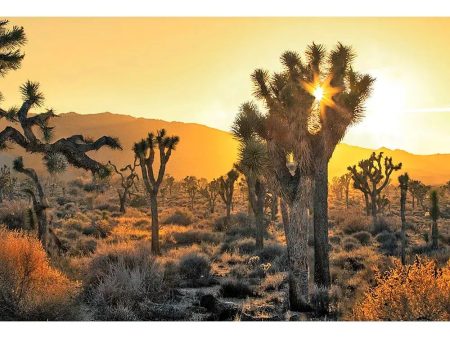 JOSHUA TREE SUNSET - 3D Magnet for Refrigerator, Whiteboard, Locker Supply