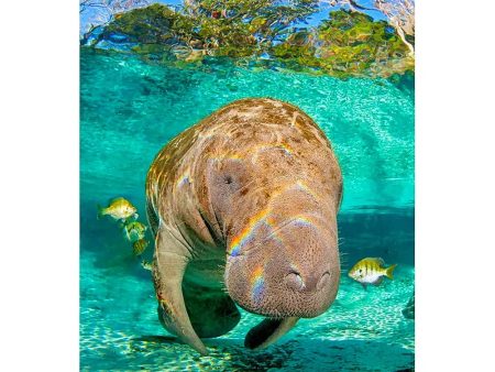 MANATEE 2 - 3D Magnet for Refrigerator, Whiteboard, Locker Fashion