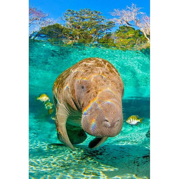 MANATEE 2 - 3D Magnet for Refrigerator, Whiteboard, Locker Fashion