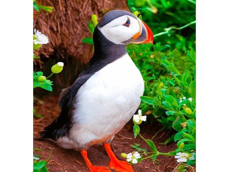 Atlantic Puffin - 3D Lenticular Postcard Greeting Card Supply