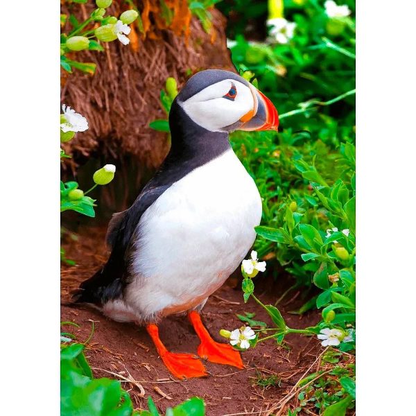 Atlantic Puffin - 3D Lenticular Postcard Greeting Card Supply