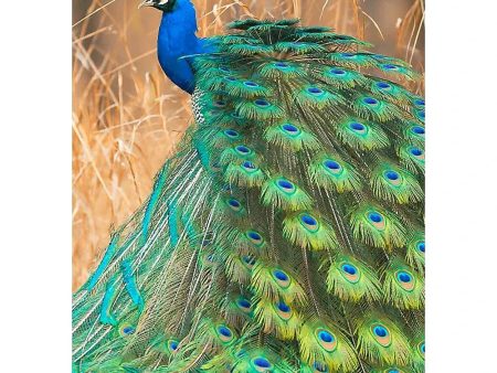 Beautiful Peacock - Birds - 3D Lenticular Postcard Greeting Card Online Hot Sale